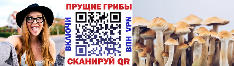 hydra ссылка  Волхов  Псилоцибиновые грибы Cubensis 